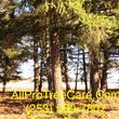 Photo #4: all pro tree care
