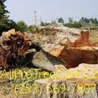Photo #5: all pro tree care