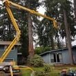 Photo #7: all pro tree care