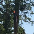 Photo #3: B&L Tree service