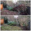 Photo #9: ☘️ YARD CLEANUP , TREE PRUNING or REMOVAL, HEDGE TRIMMING, etc
