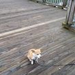 Photo #8: HAPPY PAWS PET SITTING AND DOG WALKING