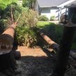 Photo #2: Tree falling /Tree Removal and excavator work