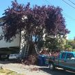 Photo #4: Very affordable tree work