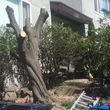 Photo #5: Very affordable tree work