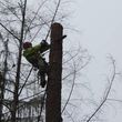 Photo #13: Arboreal Tree Service, LLC