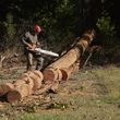 Photo #15: Arboreal Tree Service, LLC