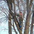 Photo #1: Tree Trimming, Cutting, Removal, Firewood