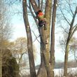 Photo #2: Tree Trimming, Cutting, Removal, Firewood