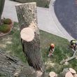 Photo #13: TREES TRIMMING AND REMOVAL. (AFFORDABLE)