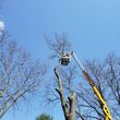Photo #14: TREES TRIMMING AND REMOVAL. (AFFORDABLE)