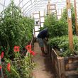 Photo #10: Custom Built Quality Greenhouses