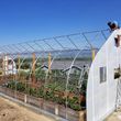 Photo #24: Custom Built Quality Greenhouses
