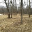 Photo #2: Branch Out Land Clearing LLC 