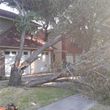 Photo #6: JARAMILLO TREE SERVICE