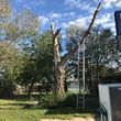 Photo #8: JARAMILLO TREE SERVICE