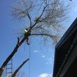 Photo #14: JARAMILLO TREE SERVICE
