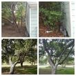 Photo #2: Sanchez landscape and tree services