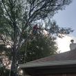 Photo #10: Sanchez landscape and tree services