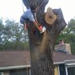Photo #2: GATOR TREE CARE