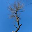 Photo #13: Freddie's Tree Service