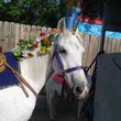 Photo #5: pony parties, pony rides,  unicorns, photoshoots