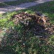 Photo #3: Tree trimming removal and stump grinding