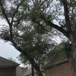 Photo #2: Tree removal and trimming/small landscaping