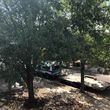 Photo #6: Tree removal and trimming/small landscaping