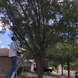 Photo #7: Tree removal and trimming/small landscaping