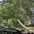 Photo #6: Az tree service