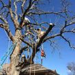 Photo #4: Tree Trimming / Removal / Stump Grinding