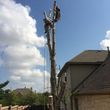Photo #2: Tree Trimming / Removal / Stump Grinding