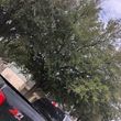 Photo #15: 🌲🍃Tyler's Tree Service🍁🍂