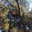 Photo #1: Tree trimming,felling,and removal