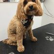 Photo #5: Experienced dog groomer