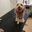 Photo #9: Experienced dog groomer