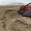 Photo #3: Stump grinding and removal