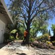 Photo #7: Villarreal trees service
