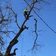 Photo #18: Villarreal trees service