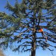 Photo #19: Villarreal trees service