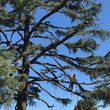 Photo #21: Villarreal trees service