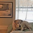 Photo #17: Pet/House Sitter Available (RN)