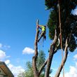 Photo #1: Quality tree prunning at affordable prices 
