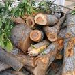 Photo #6: Quality tree prunning at affordable prices 