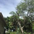 Photo #12: TREE TRIMMING/REMOVALS/STUMP GRINDING/FULLY INSURED!! FREE ESTIMATES!!