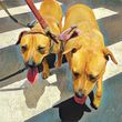 Photo #11: DOG WALKER & DOG SITTER, DOG CAREGIVER, COMPANION
