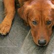 Photo #24: DOG WALKER & DOG SITTER, DOG CAREGIVER, COMPANION