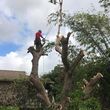 Photo #4: Tree Services/ Fallen Trees/ Need Help...