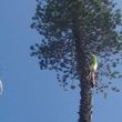 Photo #6: Tree Services/ Fallen Trees/ Need Help...
